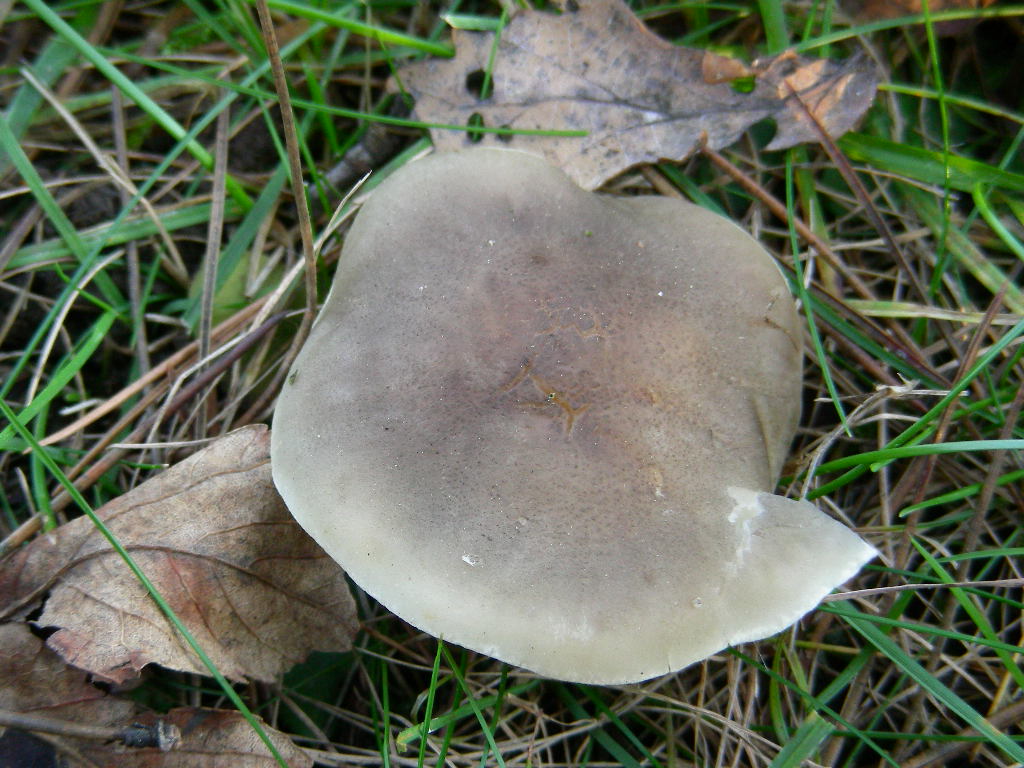 Tricholoma ... var .... fo ....
